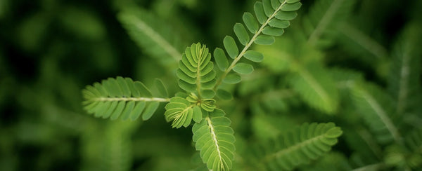 Tribulus Terrestris Ne İşe Yarar? Erkek Sağlığı Rehberi