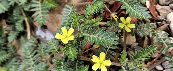 Tribulus Terrestris Faydaları ve Erkek Sağlığına Etkileri