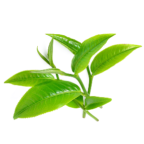 Çay Ağacı Yağı