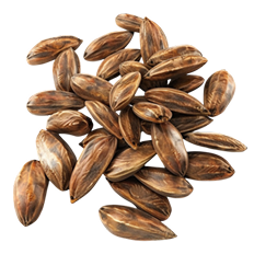 Argan Yağı